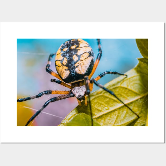 Black & Yellow Argiope Orbweaver Spider. Macro Photograph Wall Art by love-fi